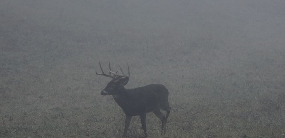 Stalking Trails and Trail Cameras for More Deer Day 5: Learn about ...