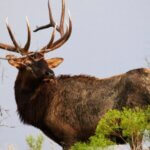 Elk Hunting with Will Primos Day 3: Knowing About Will Primos’s Biggest Bulls