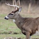 The Drurys Get Ready for Bow Season Day 2: How Trail Cameras Help Hunt Deer