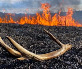 Burning deer hunting field and an antler