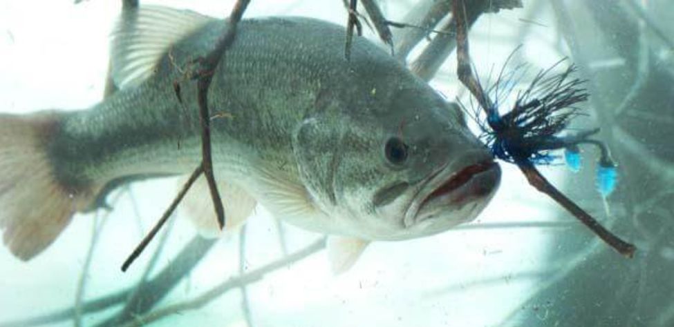 How Tony Adams Catches Warm Weather Crappie