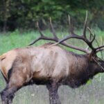 Hunting Elk Is Addictive Day 4: Bagging a 363-Inch Bull Elk