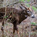 Paul Butski Bow & Rifle Hunts Northern Deer Day 4: Paul Butski’s Deer Hunting Backpack