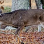 Paul Butski Bow & Rifle Hunts Northern Deer Day 5: Paul Butski – Other Ideas for Taking Deer