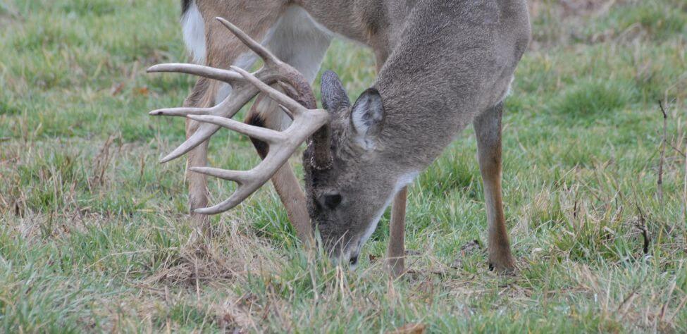 Different Tactics to Take Deer Day 1: Use Your Lawnmower and Weed Eater ...