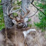 Taking Big Deer Every Year with Mark Drury Day 2: Mark Drury Monitors Deer All Year