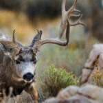 Hunting Mule Deer and White-Tailed Deer Day 1: Taking a Big Bow Mule Deer