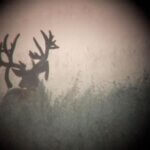 Hunting Monster Canadian Mule Deer Day 1: Ranking Velvet Antlered Mule Deer Bucks
