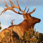 A Guide’s Strategies for Taking Elk Day 2: The Importance of Elk Placement