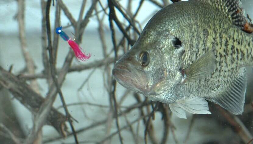 Understanding Winter Panfish Migrations and Locations – Fish Ed 