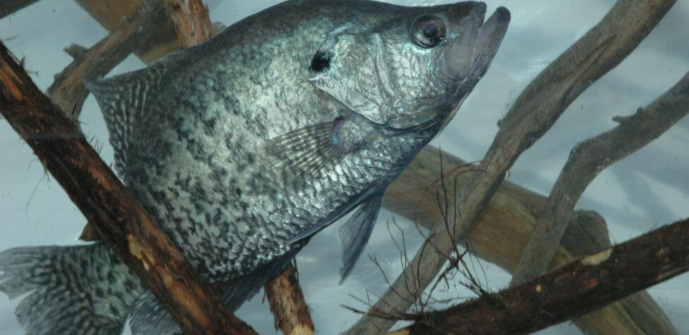 Adams Stays on Top of Eufaula's Wintertime Crappie