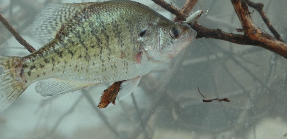 Staying On Top Of Lake Eufaula Winter Crappie