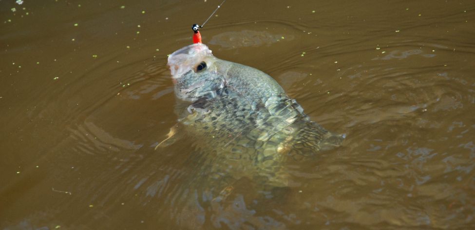 A Best Day of Bass Fishing Ever at Lake Guntersville with Phillip Criss -  John In The WildJohn In The Wild