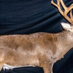 Taking Mature Buck Deer on Public Lands Day 1: Finding a Public Land 195+ Buck Deer