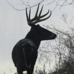 Taking Mature Buck Deer on Public Lands Day 2: Hunting Mature Public Land Buck Deer