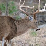 Taking Mature Buck Deer on Public Lands Day 4: Not Worrying about Getting Public Land Deer Out