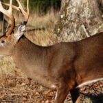 How to Find, Plan, and Take Big Deer Day 1: Research Places to Discover and Take Deer