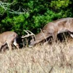 How to Find, Plan, and Take Big Deer Day 2: Understand Quality Habitat and Sanctuary for Big Deer
