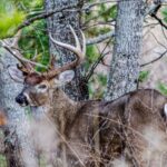 How to Find, Plan, and Take Big Deer Day 3: Evaluate Properties to Hunt for Big Deer
