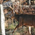 How to Find, Plan, and Take Big Deer Day 5: Apply What’s Learned to Hunt Deer Better