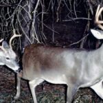 Hunting Pressure Affects Big Buck Deer Day 4: Why Pressured Deer Become Nocturnal