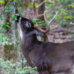 Hunting Pressure Affects Big Buck Deer Day 5: How to Increase Big Deer Sightings