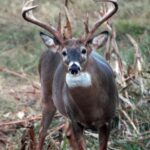 How to Have and Hunt Deer Better Day 2: Why Hunt Small Acreages for Deer
