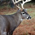 “How to Predict Deer Movement” Day 1: Know Your Hunting Area’s Deer