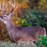“How to Predict Deer Movement” Day 4: Prepare Now for the Next Deer Season