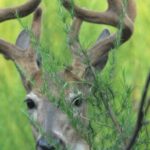 “How to Predict Deer Movement” Day 5: Understand Mark Drury’s Scouting for Deer