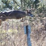 Chris Kirby Talks Calling Deer Day 2: Two: Call Buck Deer in the Early Season