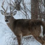 Chris Kirby Talks Calling Deer Day Five: Call Deer in the Post-Rut