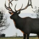 You Can Hunt Big Elk in Pennsylvania Day 1: Pennsylvania’s Elk Season History