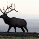 You Can Hunt Big Elk in Pennsylvania Day 2: Pennsylvania’s Elk Hunting Guides Today