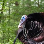 Turkey Tales from J. Wayne Fears Day 2: Hunting the Reincarnated Turkey