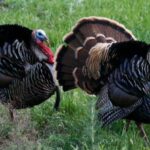 Turkey Tales from J. Wayne Fears Day 5: Hunting the Comanche Turkey
