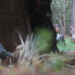 Hunting Osceola Turkeys with Keith Kelly Day 1: Knowing about Osceola Turkeys