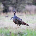 Hunting Osceola Turkeys with Keith Kelly Day 2: Scouting and Guiding to Osceola Turkeys