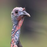 Hunting Osceola Turkeys with Keith Kelly Day 5: Enjoying an Osceola Turkey Hunt