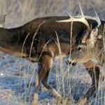 Hunt Deer in February Day 2: Factors Impacting Taking Big February Deer