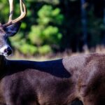 Hunt Deer in February Day 4: Factors Increasing Odds for Taking  February Deer