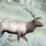 Learn More about Hunting Elk Day 1: Why Elk Are Like 800-Pound Turkeys  