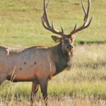 Learn More about Hunting Elk Day 5: What Some Elk Hunting Guides Say