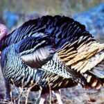 Tips for Taking More Turkeys Day 3: Why Hunters May Miss Close Turkeys