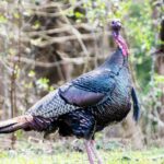 Tips for Taking More Turkeys Day 4: Why Hunters Miss Turkeys Far Away