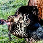 Tips for Taking More Turkeys Day 5: What Older Turkey Hunters Can Teach YouTips for Taking More Turkeys