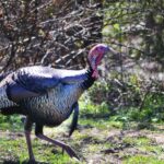 You Can Take More Turkeys Day 2: Understand That Named Turkeys Generally Are Bad Birds