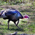 You Can Take More Turkeys Day 4: Learn There’s Few Textbook Turkey Hunts