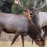 Know the Best Elk Hunting Equipment Day 1: Understand Your Rifle to Hunt Elk Successfully
