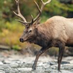 Know the Best Elk Hunting Equipment Day 2: Know the Importance of  Shooting Sticks